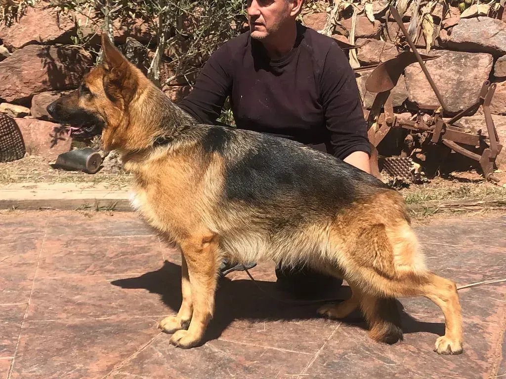 Un hombre está arrodillado junto a un perro pastor alemán.