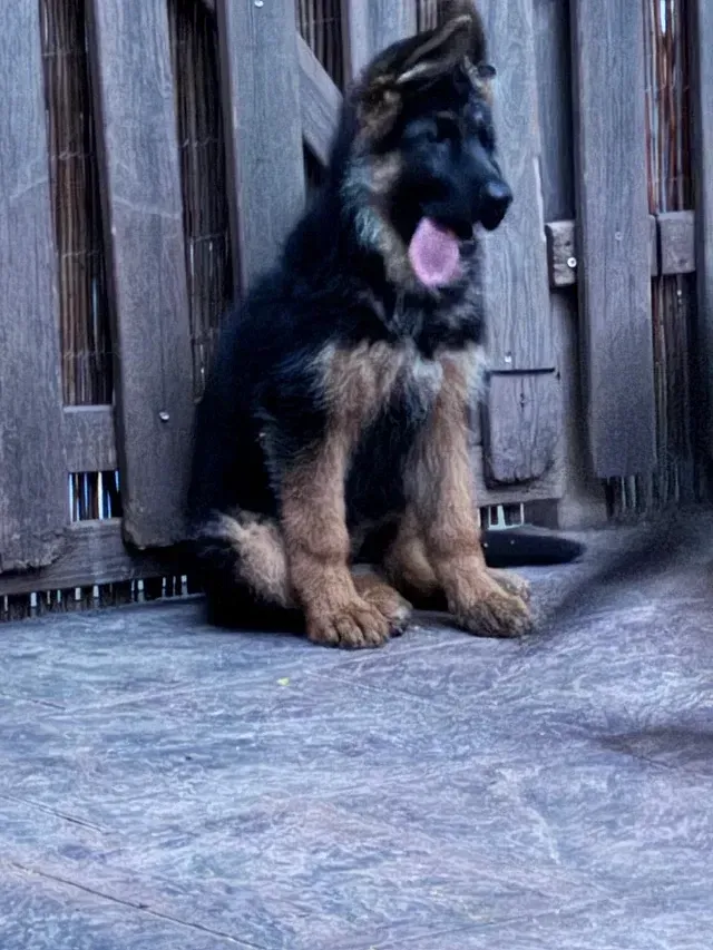 Un cachorro de pastor alemán está sentado frente a una valla de madera.