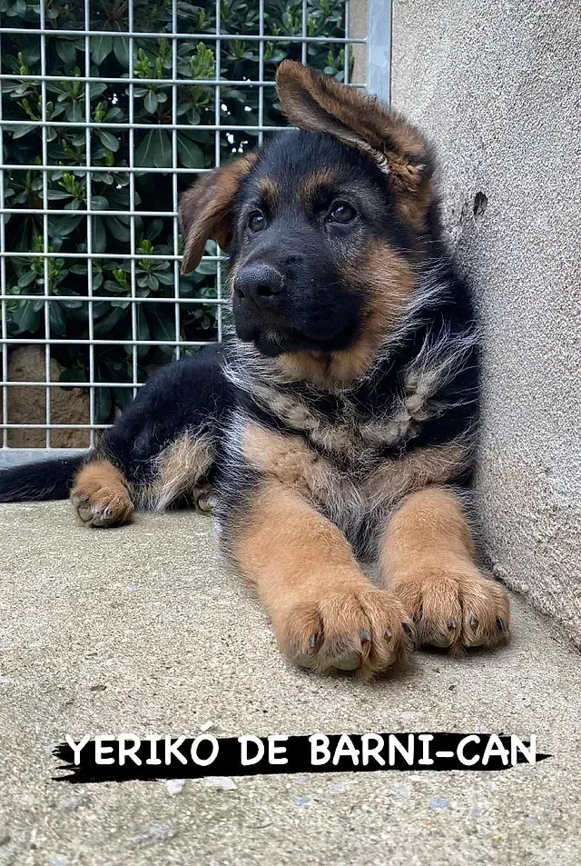 Un cachorro de pastor alemán yace en el suelo junto a una valla.