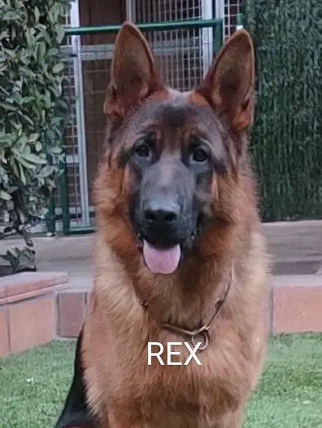 Un perro pastor alemán está sentado en el césped y mirando a la cámara.