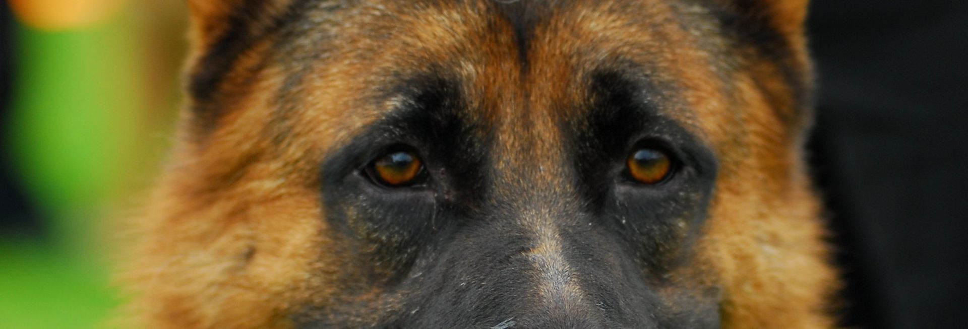 Un primer plano de un pastor alemán mirando a la cámara.