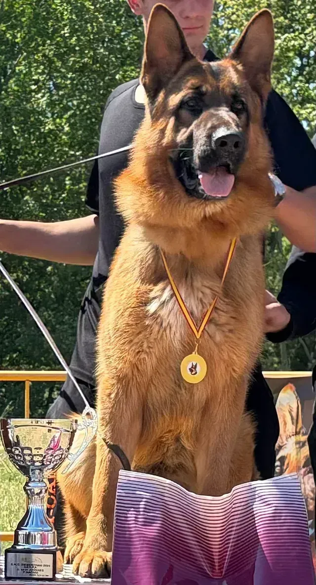 Un perro pastor alemán que lleva una medalla está sentado junto a un hombre.