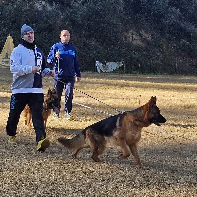 Un hombre paseando a un pastor alemán que lleva una sudadera con la palabra dieta.