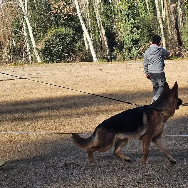 Un hombre pasea a un pastor alemán con correa.