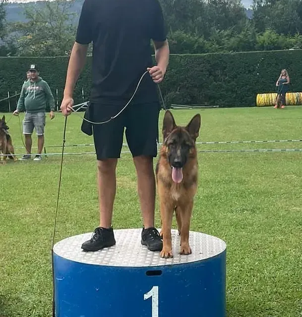 Un hombre está de pie junto a un pastor alemán en un podio azul.