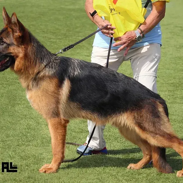 Un pastor alemán con correa está siendo sostenido por un hombre.
