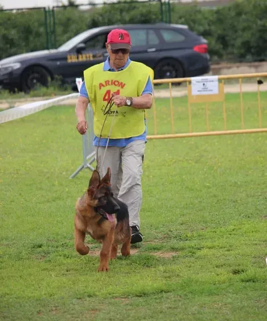 Un hombre pasea a un perro pastor alemán con correa.