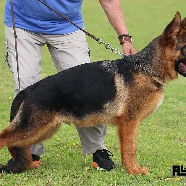 Un hombre sostiene a un pastor alemán con una correa.