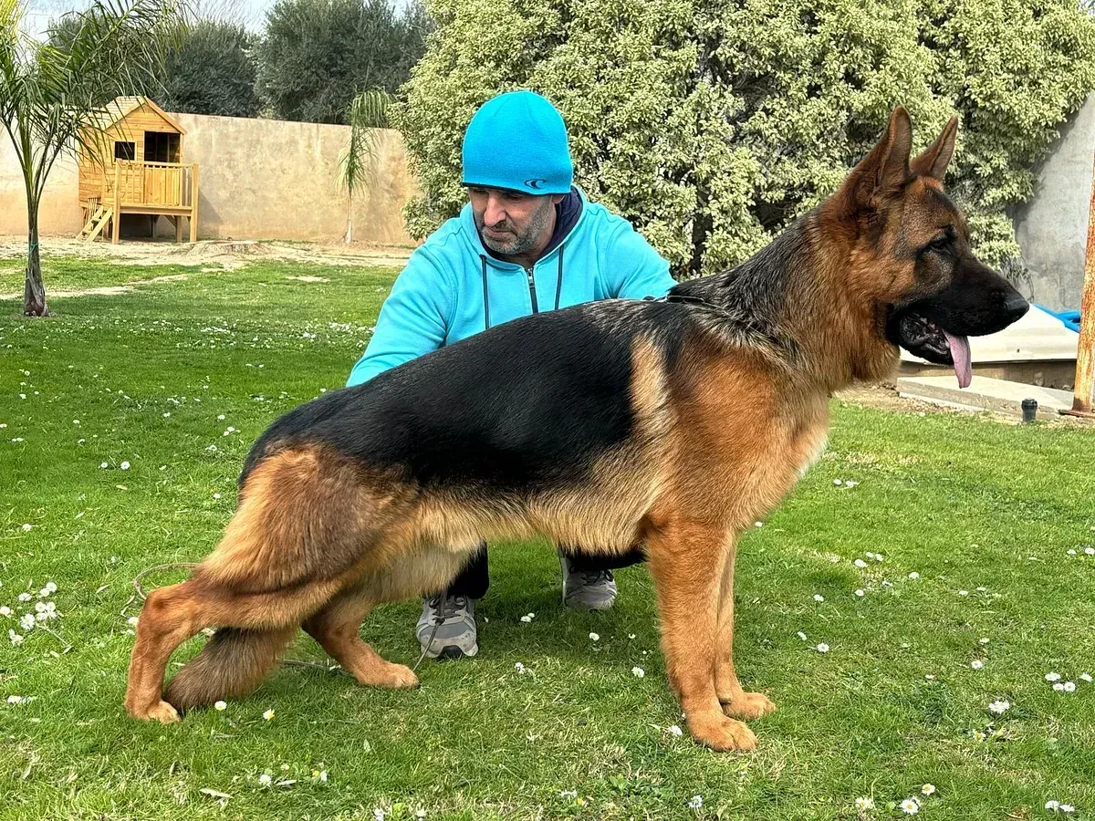 Un hombre está arrodillado junto a un perro pastor alemán en la hierba.