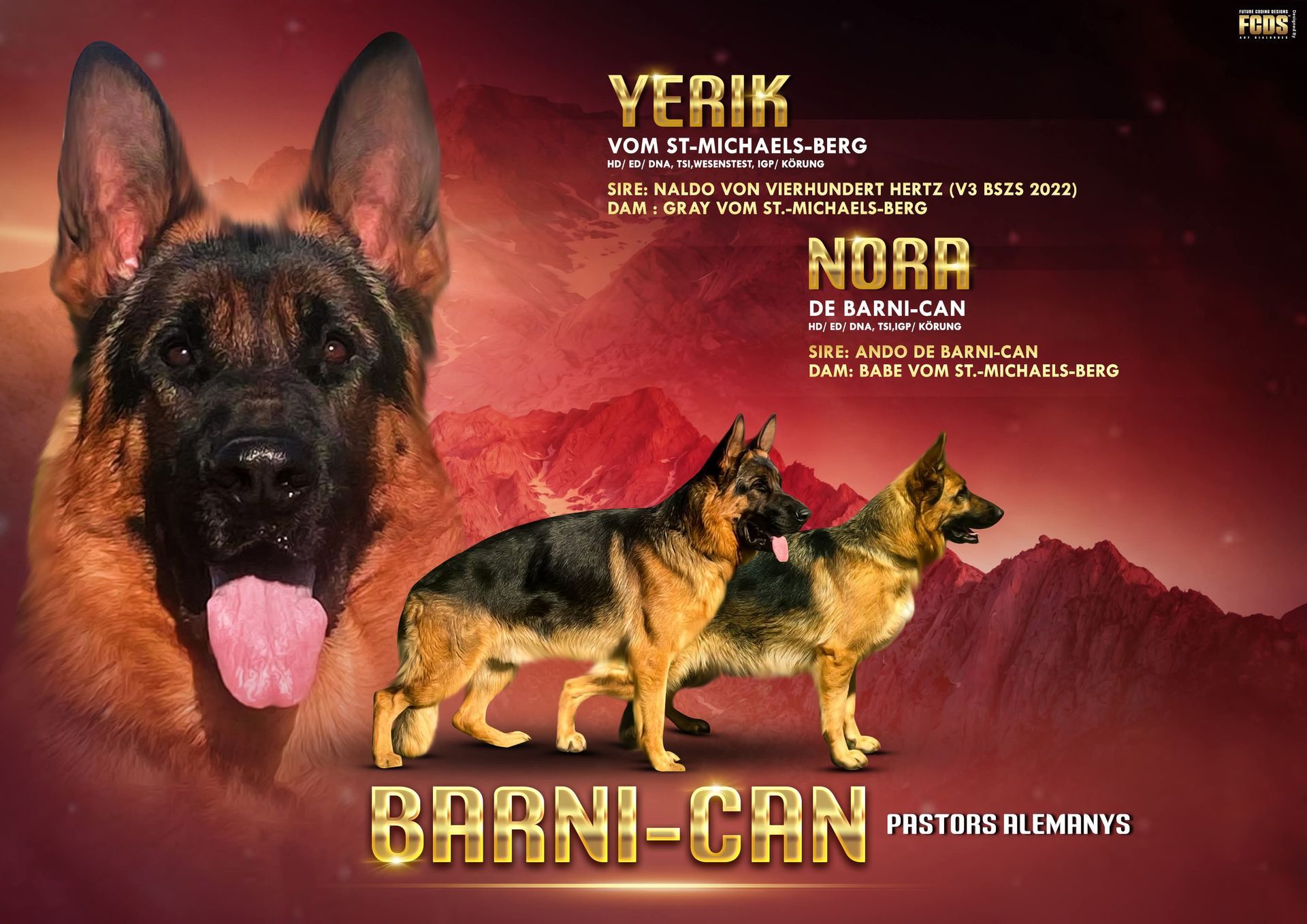 Dos pastores alemanes están parados uno al lado del otro con la lengua afuera.