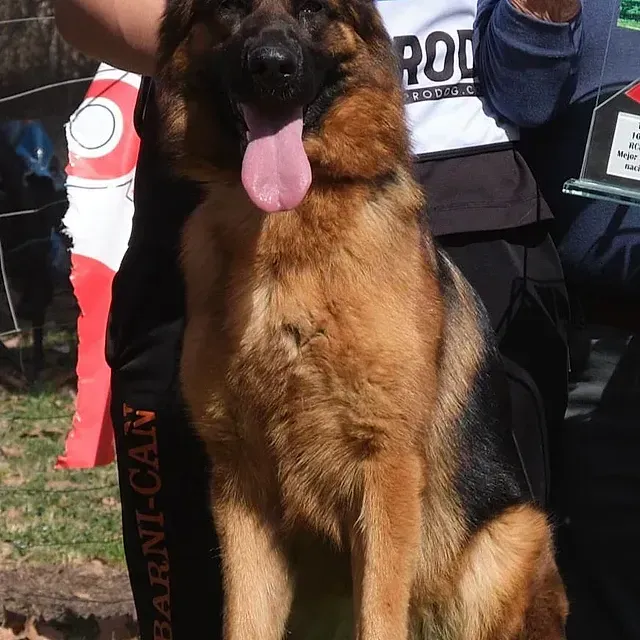 Un pastor alemán que lleva una cinta que dice barni-can