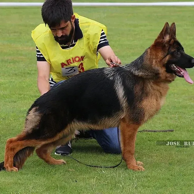 Un hombre con un chaleco amarillo arrodillado junto a un pastor alemán.