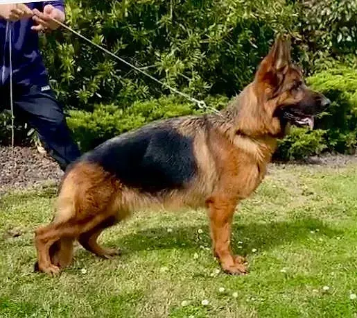 Un perro pastor alemán está parado en el césped con una correa.