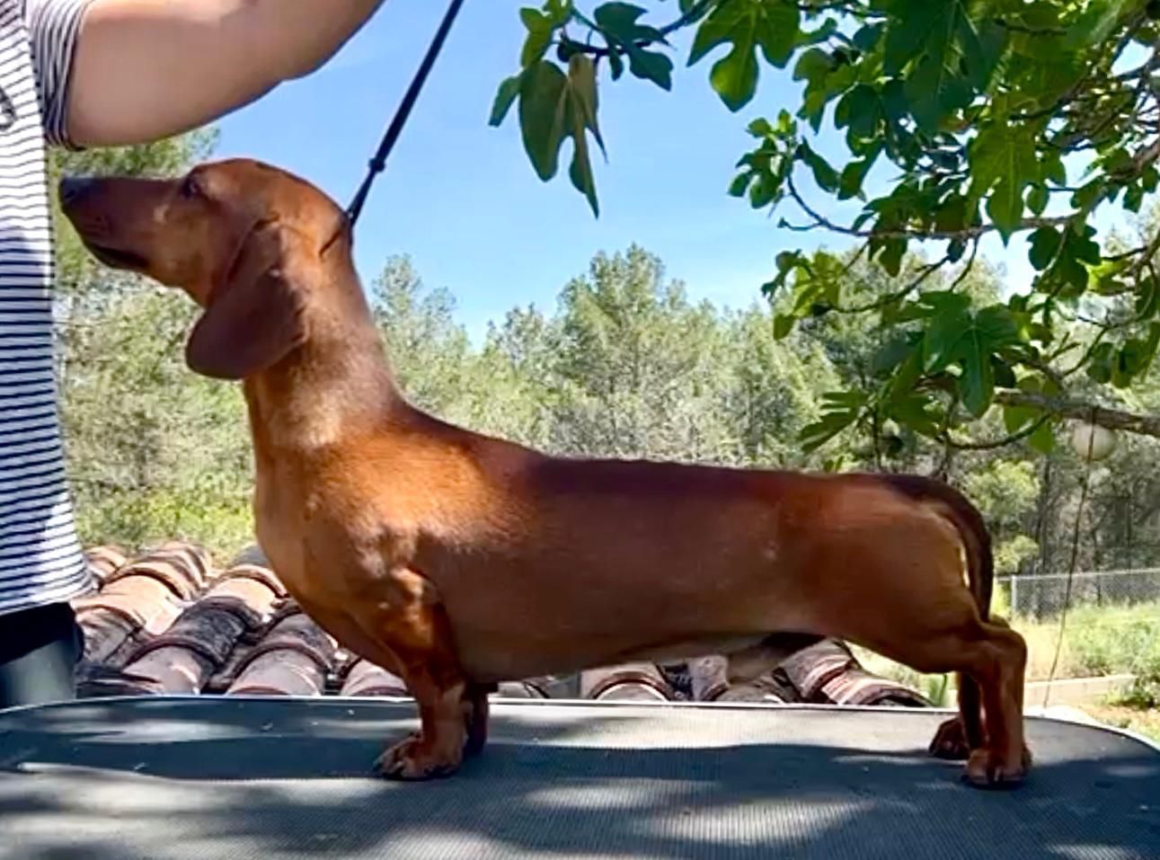 Un perro pastor alemán está parado en el césped con una correa.