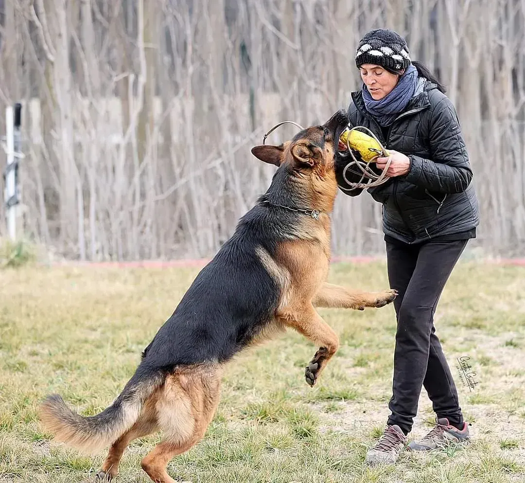 Una mujer está jugando con un perro pastor alemán en un campo.
