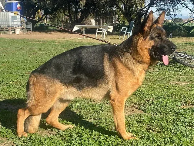 Un perro pastor alemán está parado en el césped con una correa.