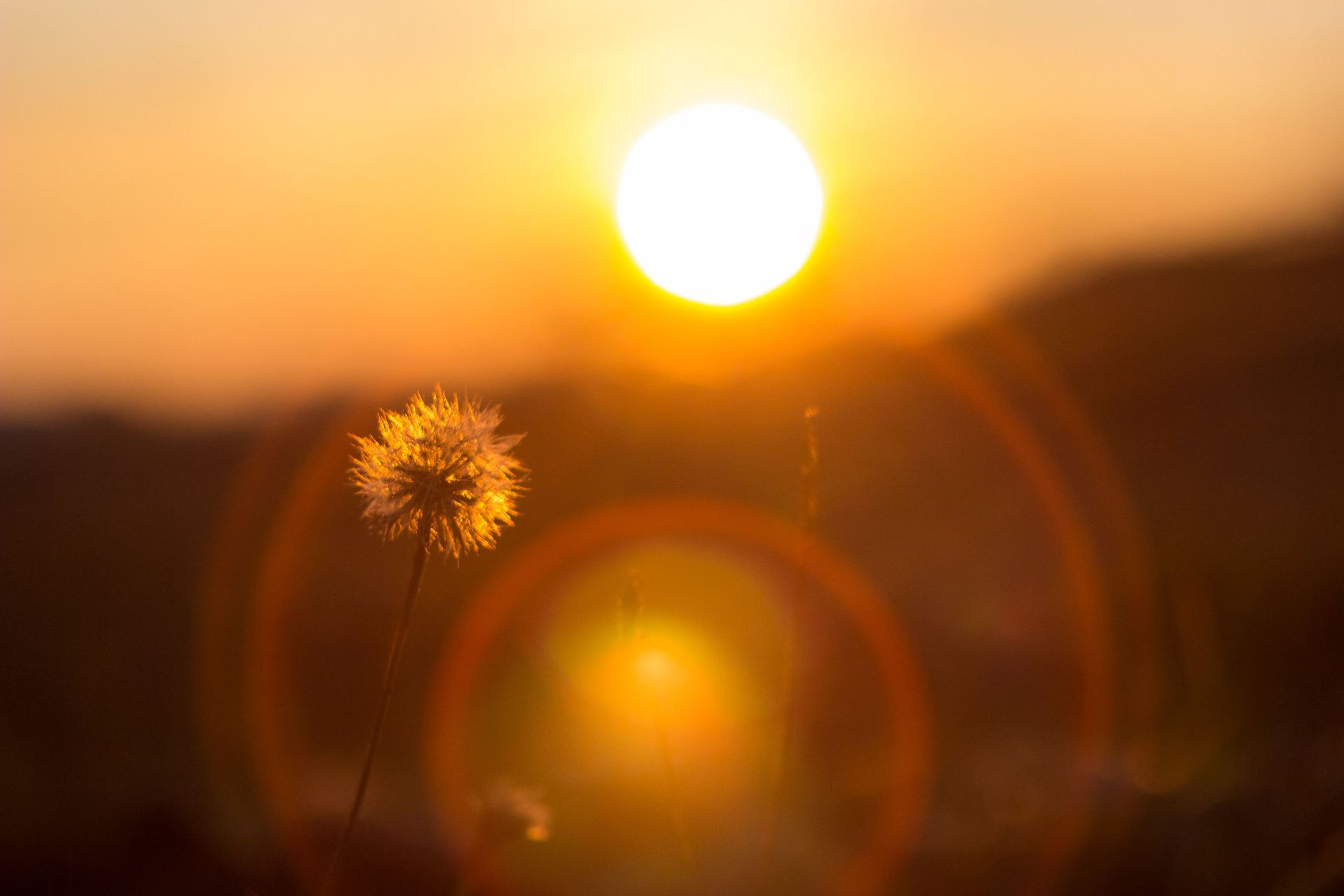 Auringonlasku pellon yllä, yksi voikukka ja lämpimän oranssi linssiheijastus