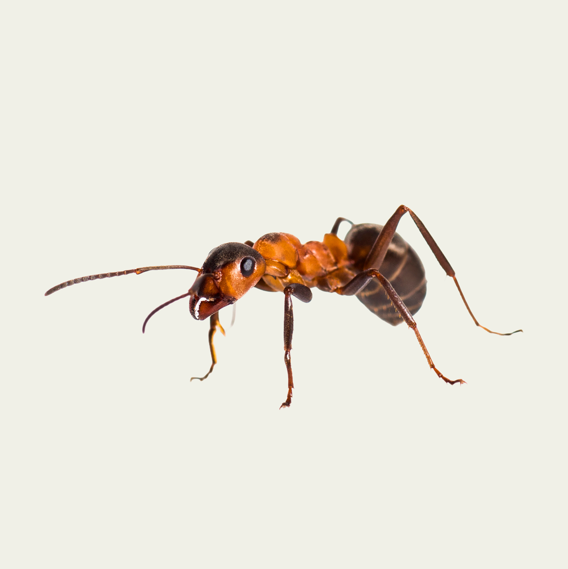 Eine orange-schwarze Ameise, isoliert auf hellem Hintergrund