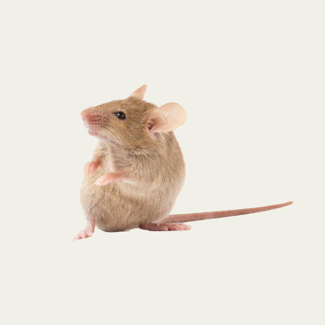 Eine kleine braune Maus sitzt auf hellem Hintergrund und hat ihren Schwanz nach hinten ausgestreckt.