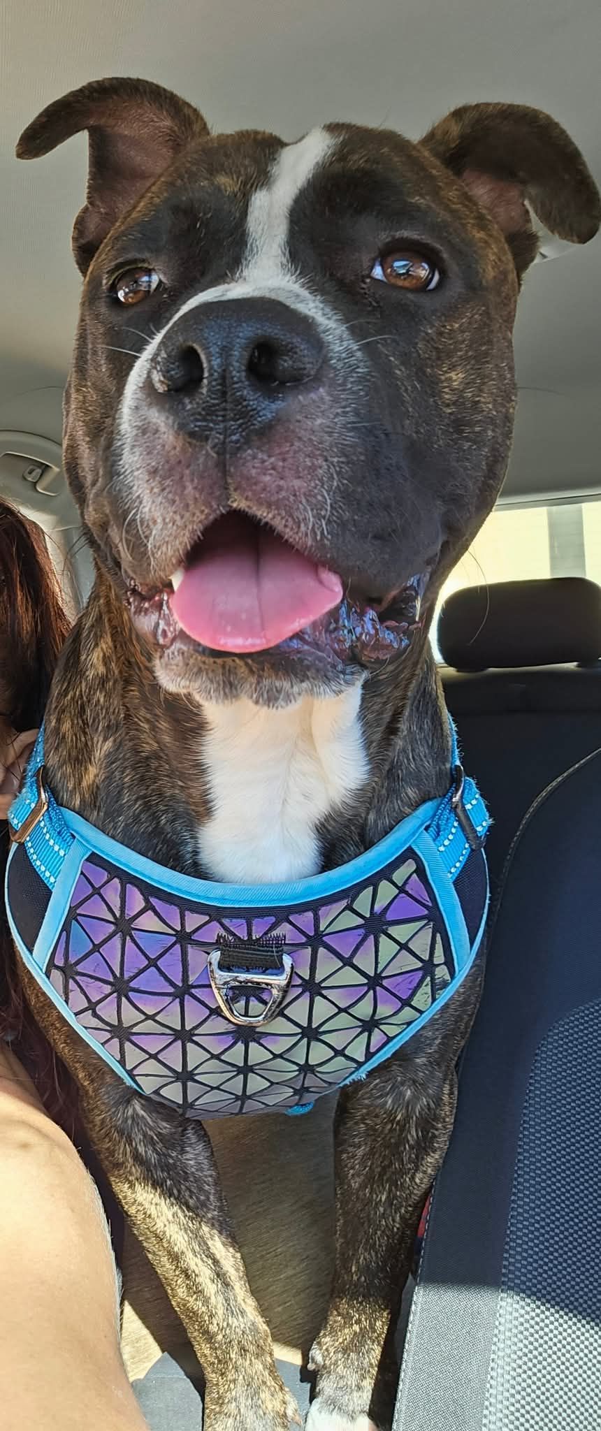 Un perro marrón y blanco que lleva un arnés azul está sentado en el asiento trasero de un automóvil.