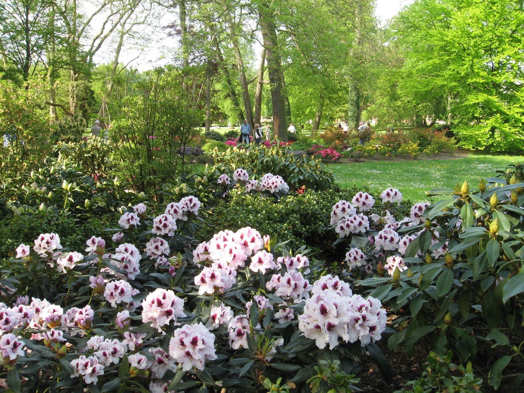Rhododendrongarten