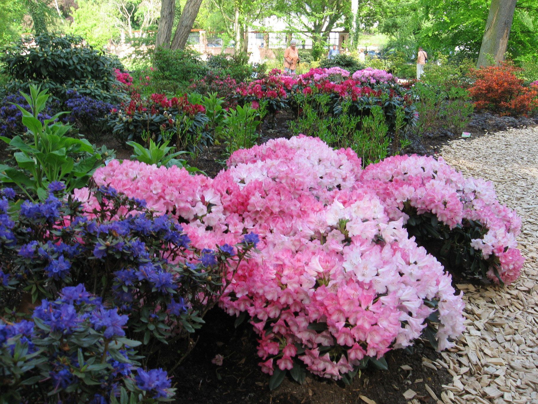 Rhododendrongarten