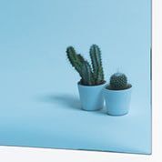 Dos cactus en macetas blancas sobre fondo azul claro.