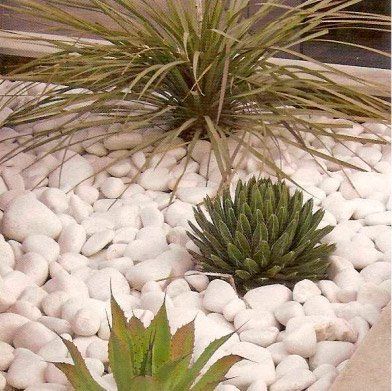 Rocas de río blancas que rodean plantas verdes puntiagudas en un jardín.