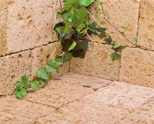 Esquina de ladrillos de piedra con hiedra verde creciendo a lo largo de los ladrillos.