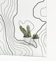 Plantas de cactus en macetas blancas sobre una superficie blanca, con una superposición de dibujos de líneas topográficas.