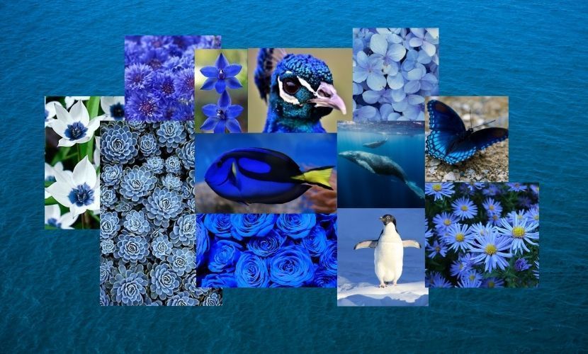 Collage de objetos azules: flores, un pez, un pavo real, una mariposa, un pingüino y agua con olas.