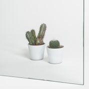 Dos cactus en macetas blancas sobre una superficie blanca.