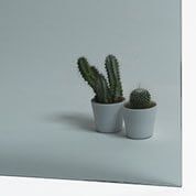 Dos cactus en macetas blancas sobre una superficie gris claro, con un fondo gris liso.