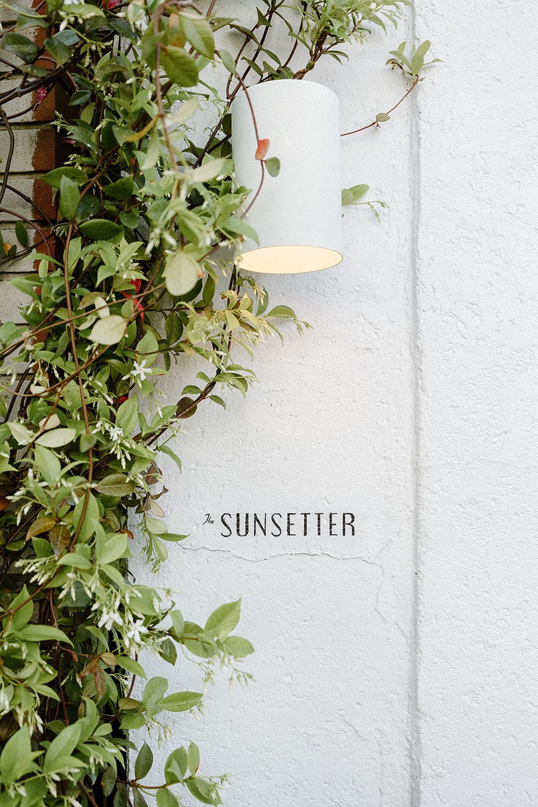 A white wall with a plant growing on it and a light on it.