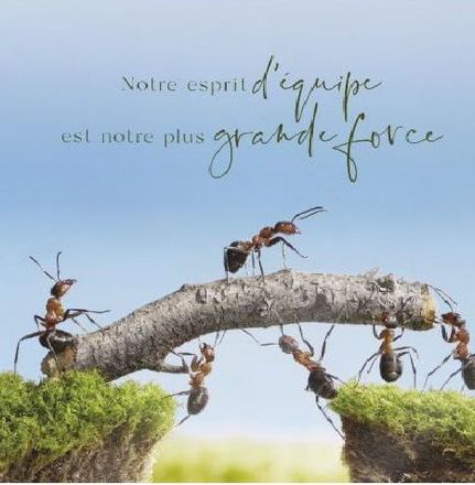 Petites fourmis sur un bout de bois