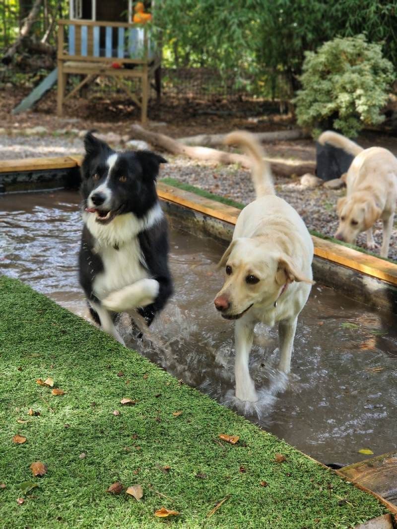 Hunde in der Aussenanlage von Dog's Garden