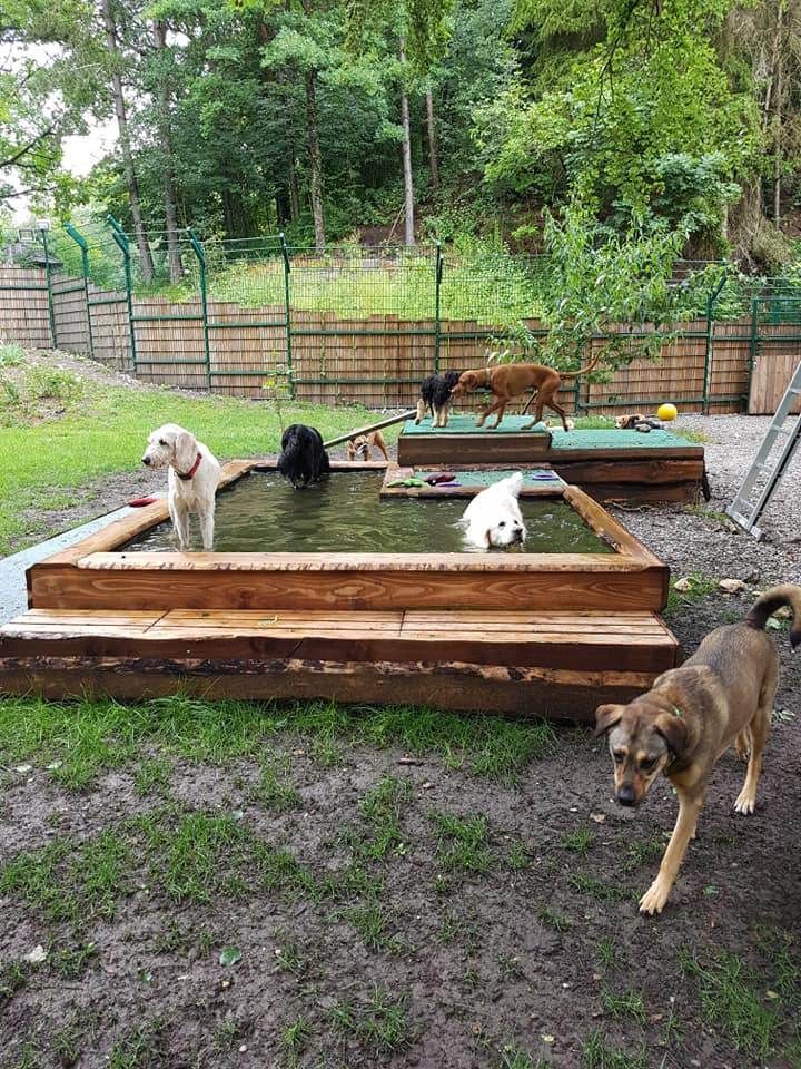 Hunde in der Aussenanlage von Dog's Garden