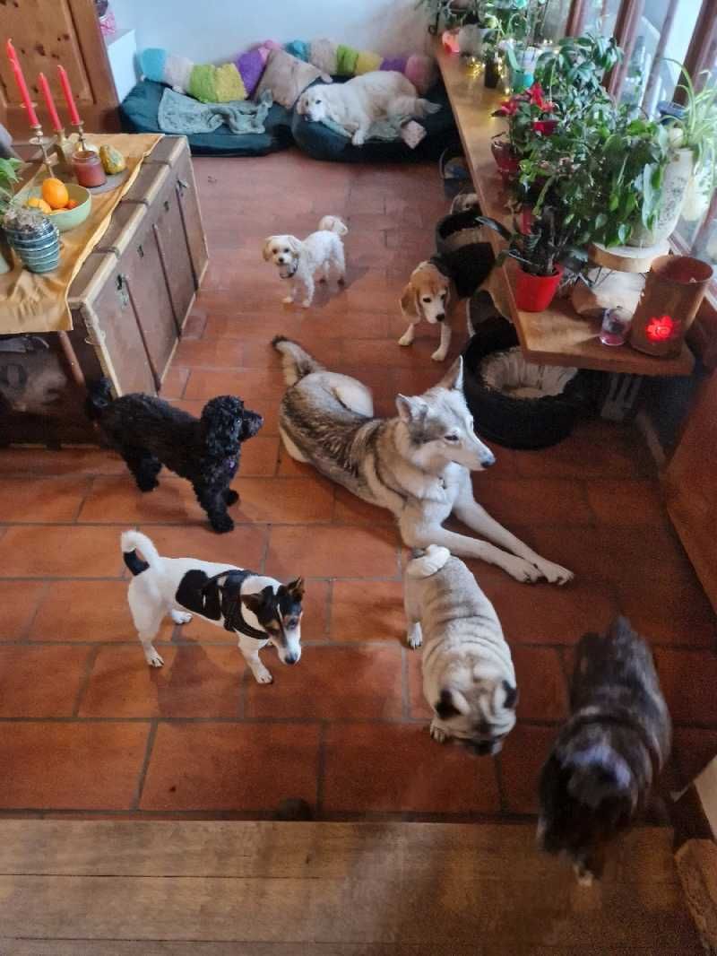 Hunde im Haus bei Dog's Garden