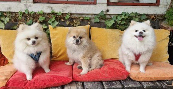 Drei Hunde, Foto von Dog's Garden