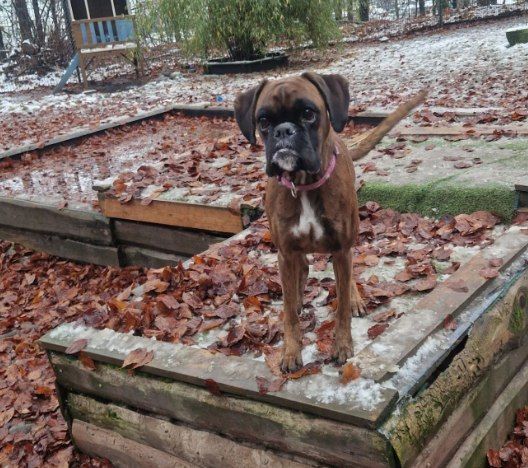 Hund draussen, Foto von Dog's Garden