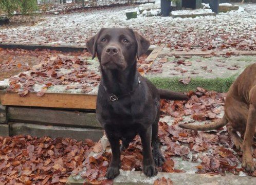 Hund draussen, Foto von Dog's Garden