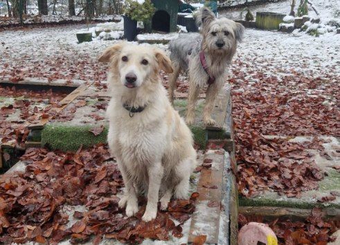 Hunde draussen, Foto von Dog's Garden