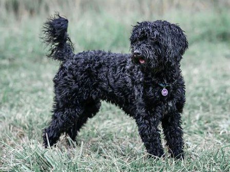 Hund draussen, Foto von Dog's Garden