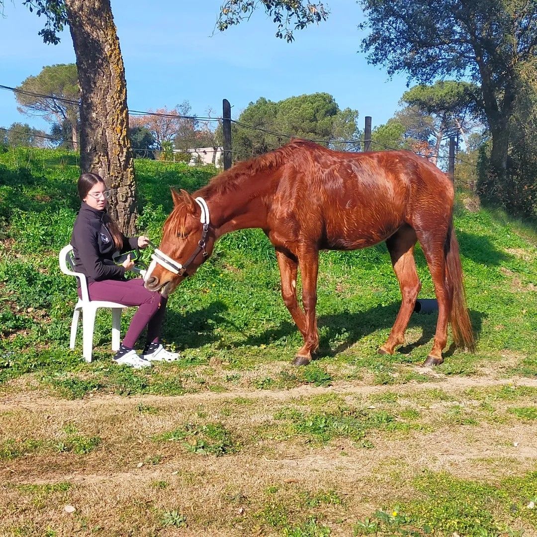 Una mujer está sentada en una silla junto a un caballo en un campo.