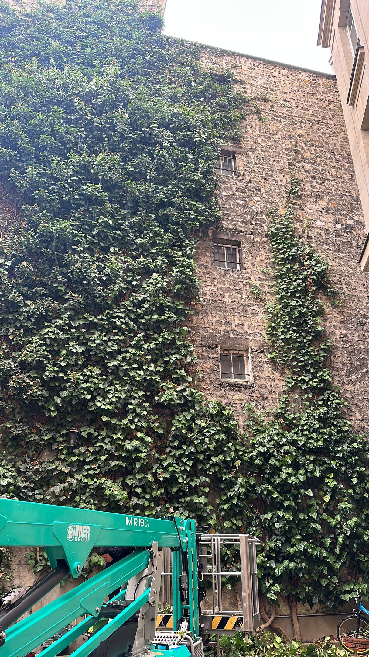 Infestation de lierre sur une façade