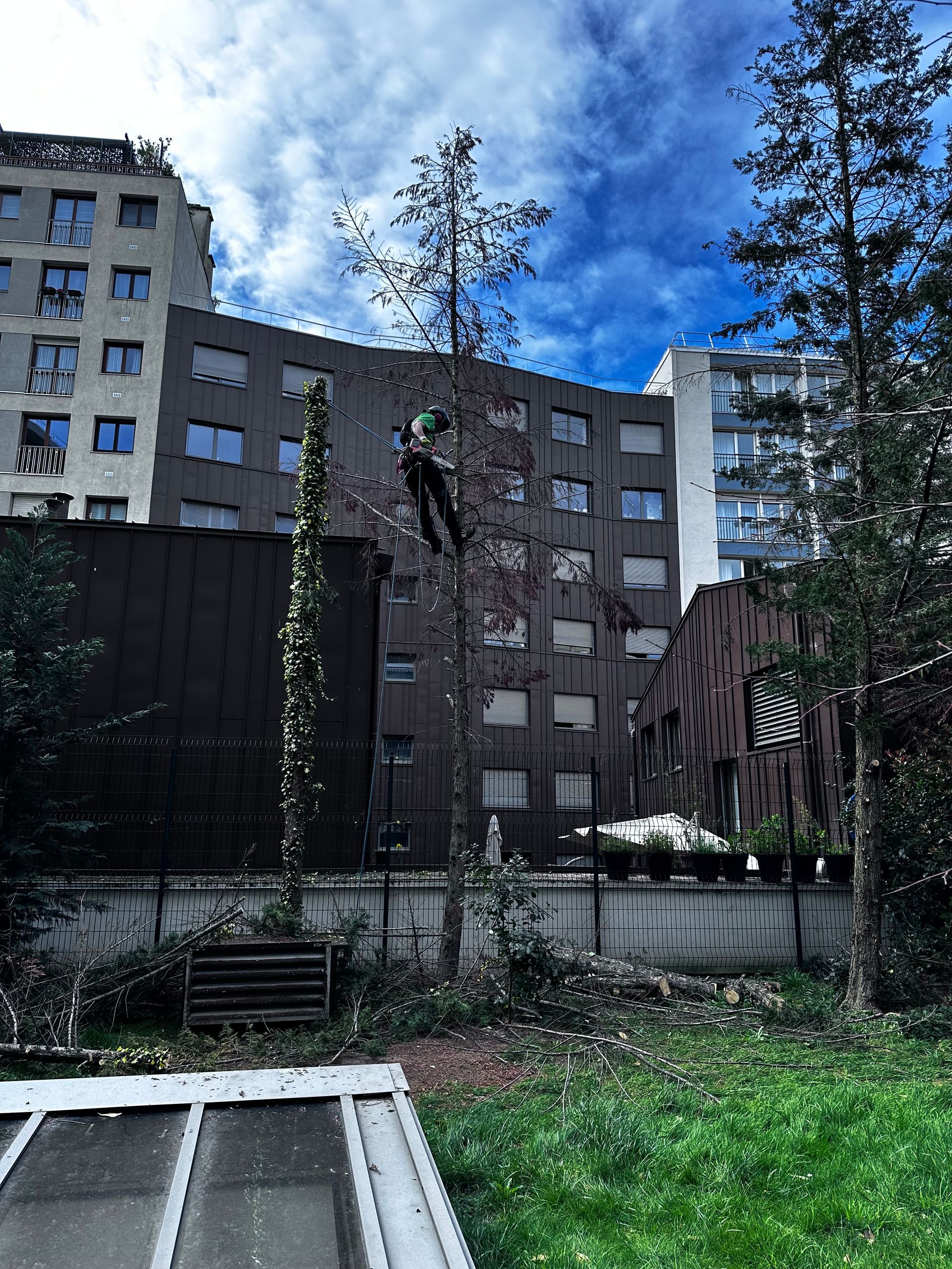 Ouvrier en train d'élaguer