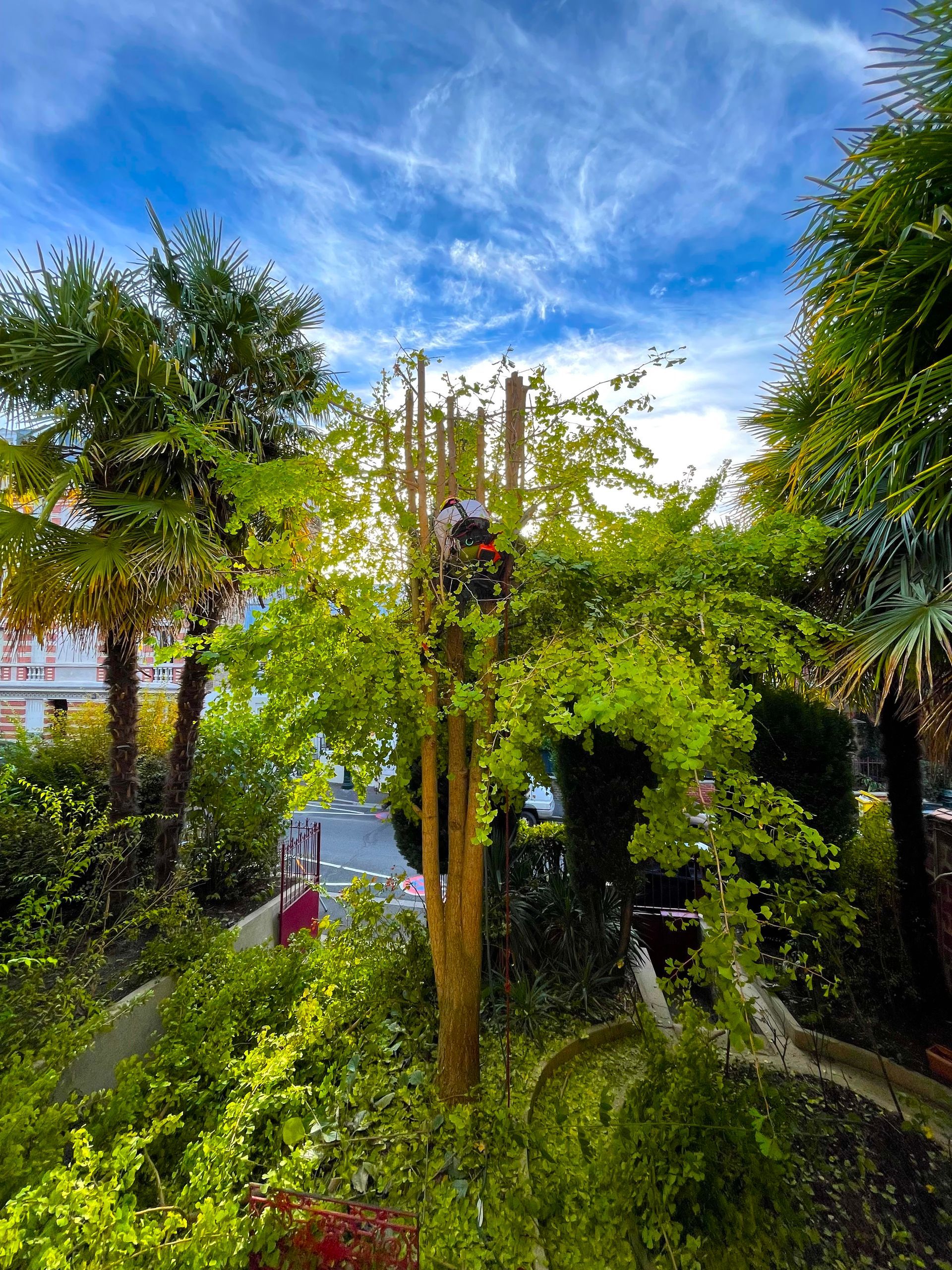 Élagage dans un arbre