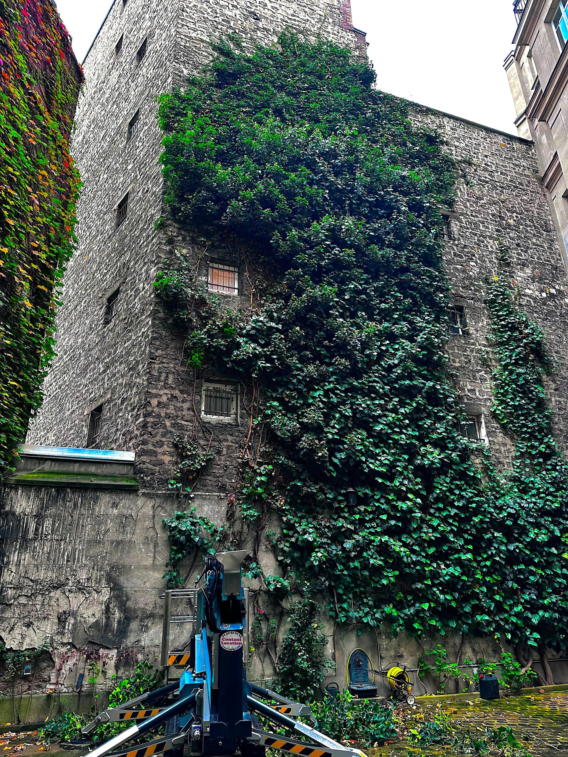 Façade avec du lierre