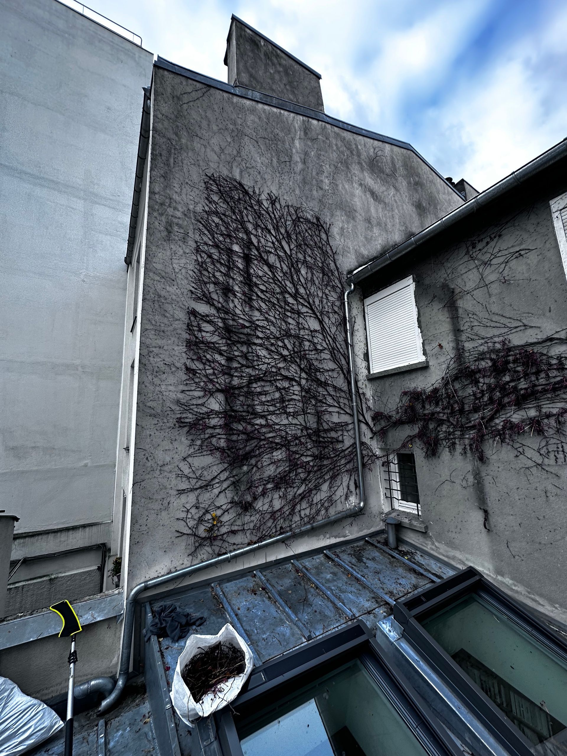 Nettoyage de façade infestée de lierre