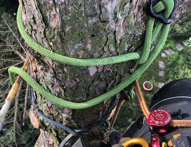 Tree-Worx Baumpflegearbeiten